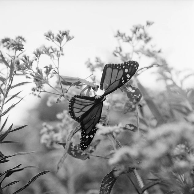 The Seraphim (signed) – Photobookstore