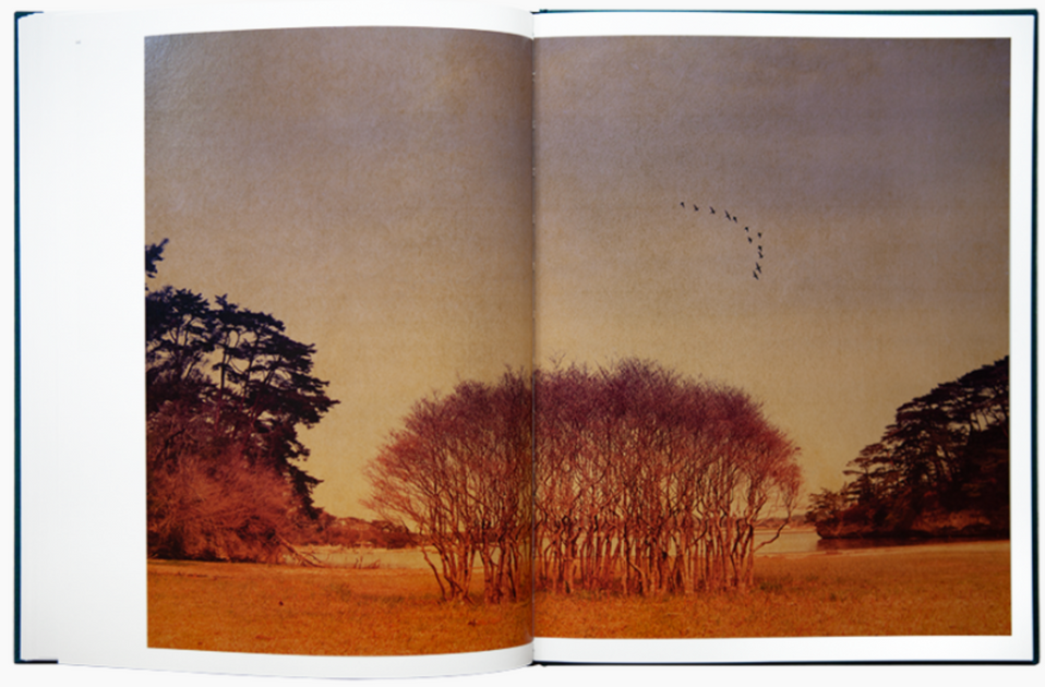 Des oiseaux photobook by Albarrán Cabrera – Photobookstore
