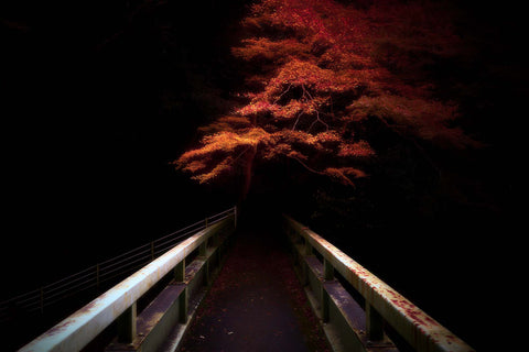 Lost in Kyoto (signed)