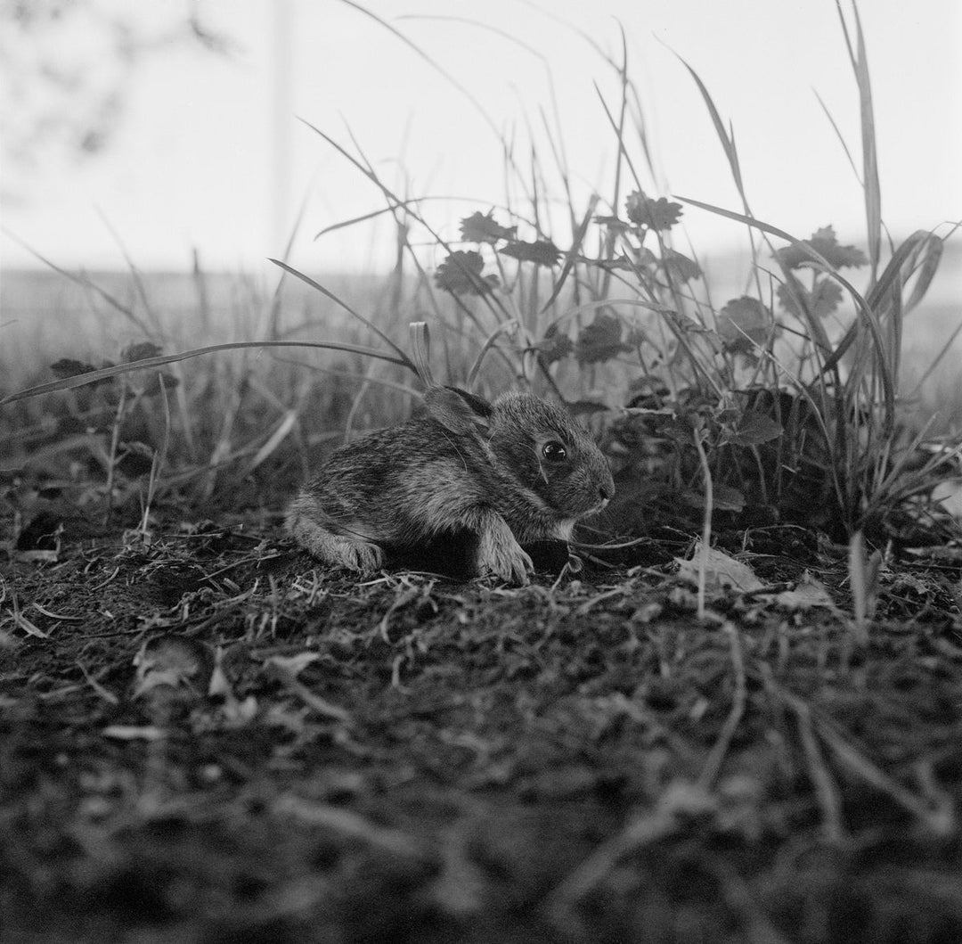 The Seraphim (signed) – Photobookstore