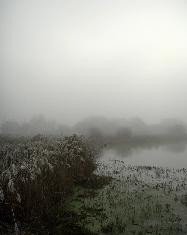 Starlings (special edition)