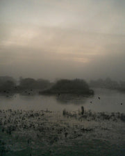 Starlings (special edition)