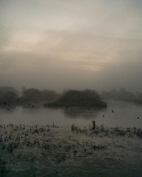 Starlings (special edition)