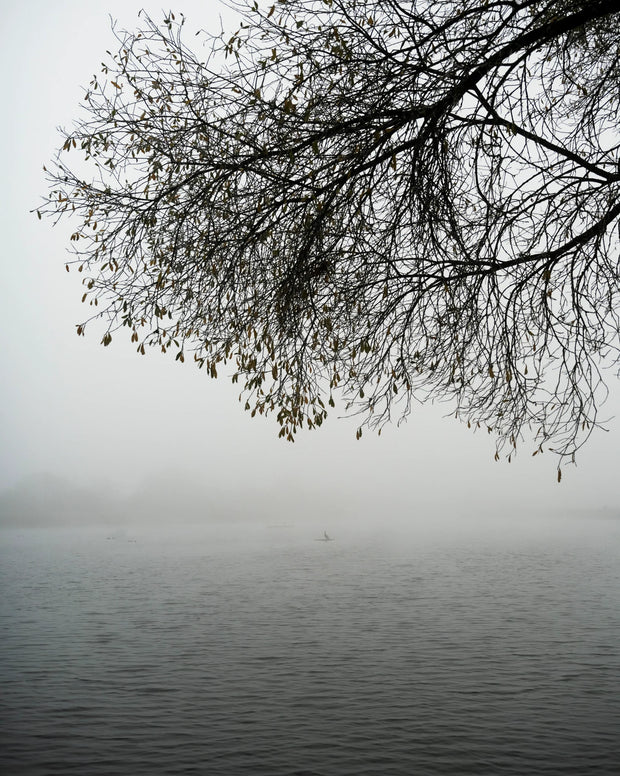 Starlings (special edition)