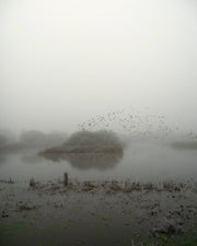 Starlings (special edition)