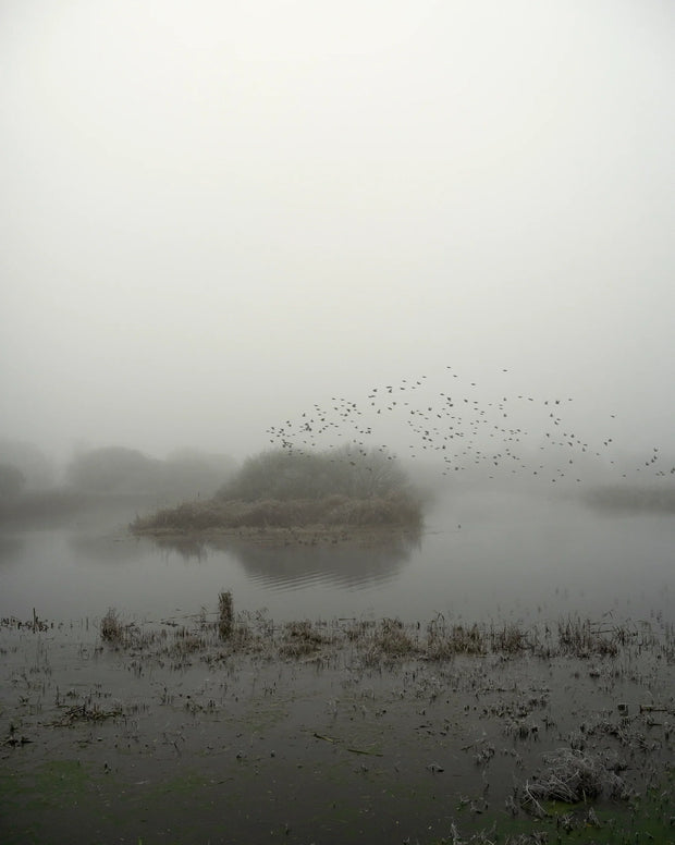 Starlings (special edition)