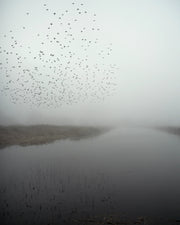 Starlings (special edition)