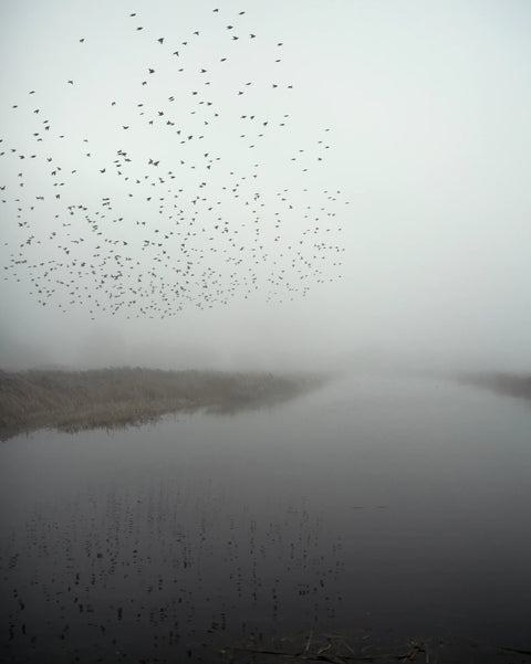 Starlings (special edition)