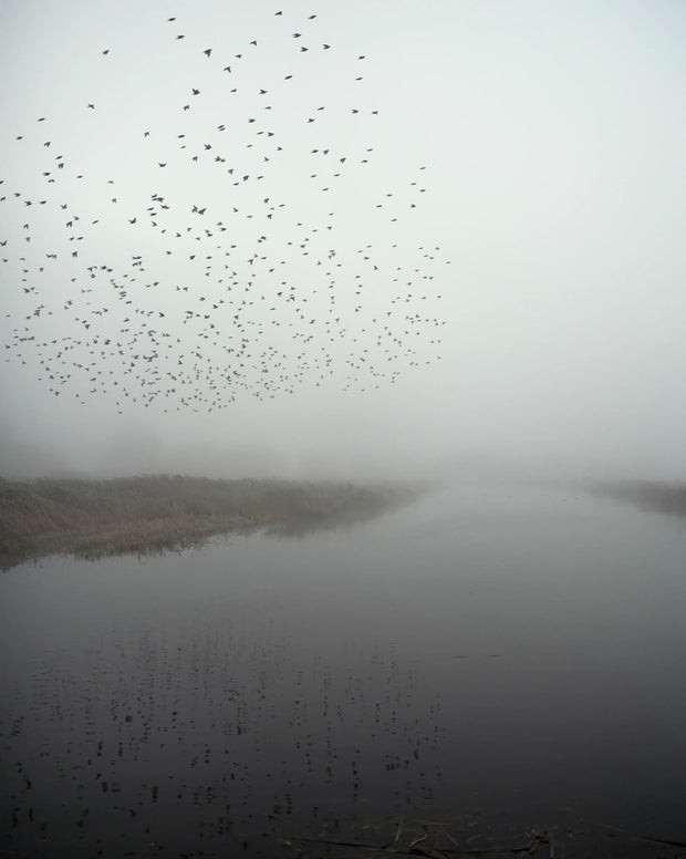 Starlings (special edition)