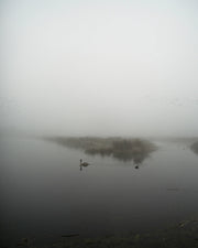 Starlings (special edition)