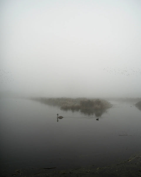 Starlings (special edition)