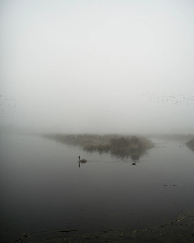 Starlings (special edition)