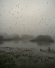 Starlings (special edition)