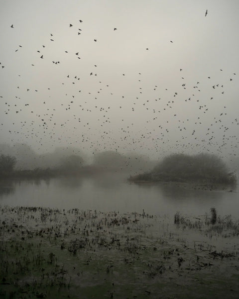 Starlings (special edition)