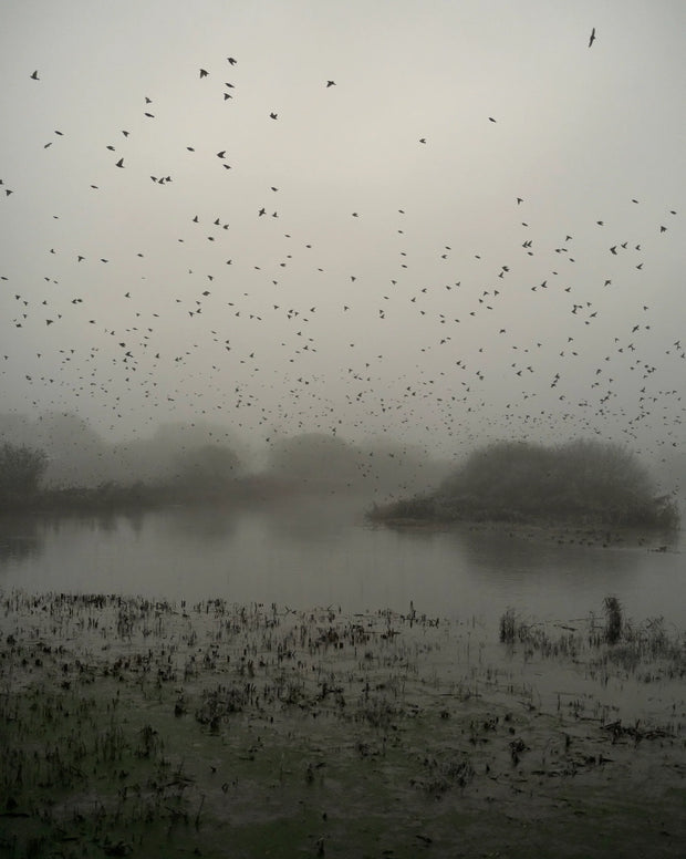 Starlings (special edition)