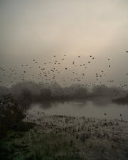 Starlings (special edition)