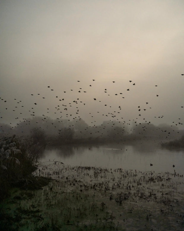 Starlings (special edition)