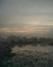 Starlings (special edition)