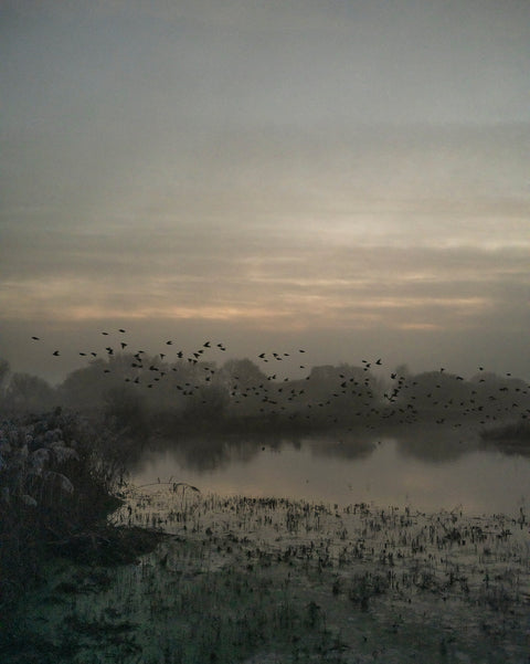 Starlings (special edition)