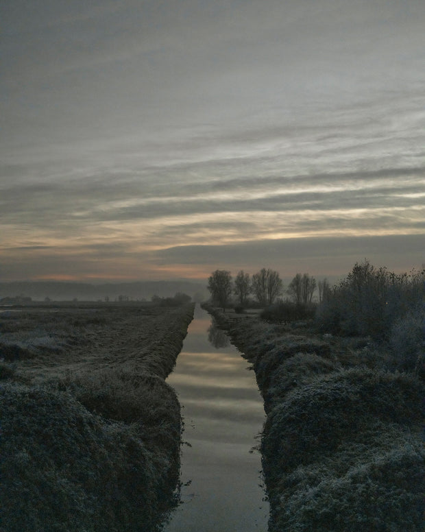 Starlings (special edition)