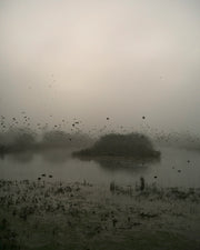 Starlings (special edition)