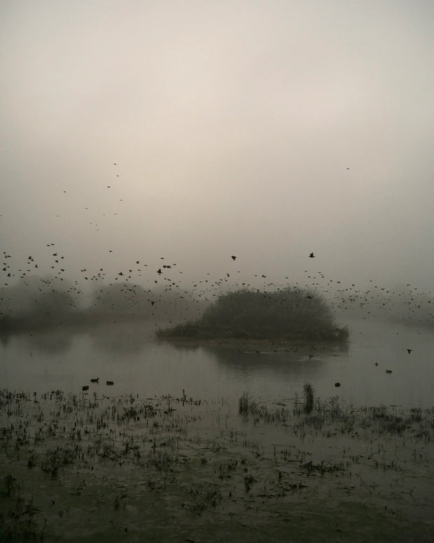 Starlings (special edition)