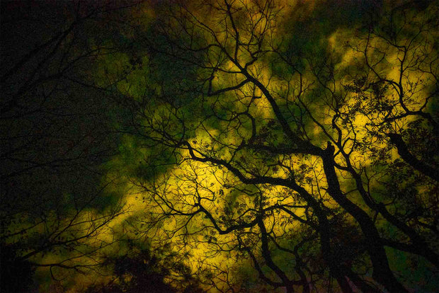 Lost in Kyoto (signed)