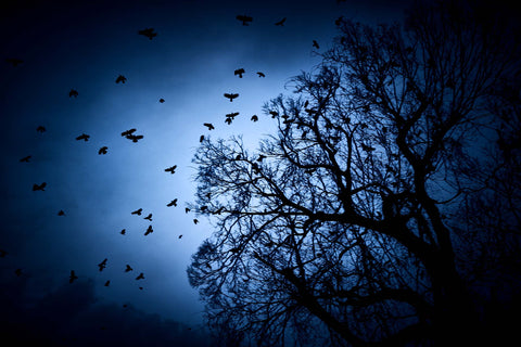 Lost in Kyoto (signed)