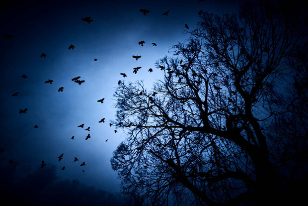 Lost in Kyoto (signed)