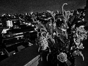 Record no.36 (signed)