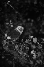 Blank Notes (signed)