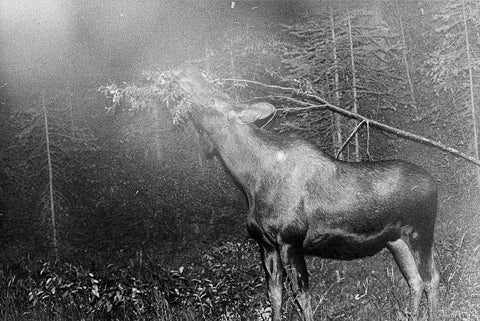 Blank Notes (signed)