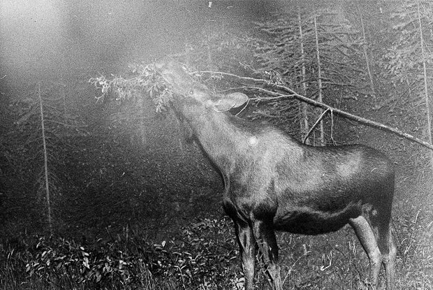 Blank Notes (signed)