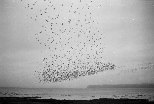 Blank Notes (signed)