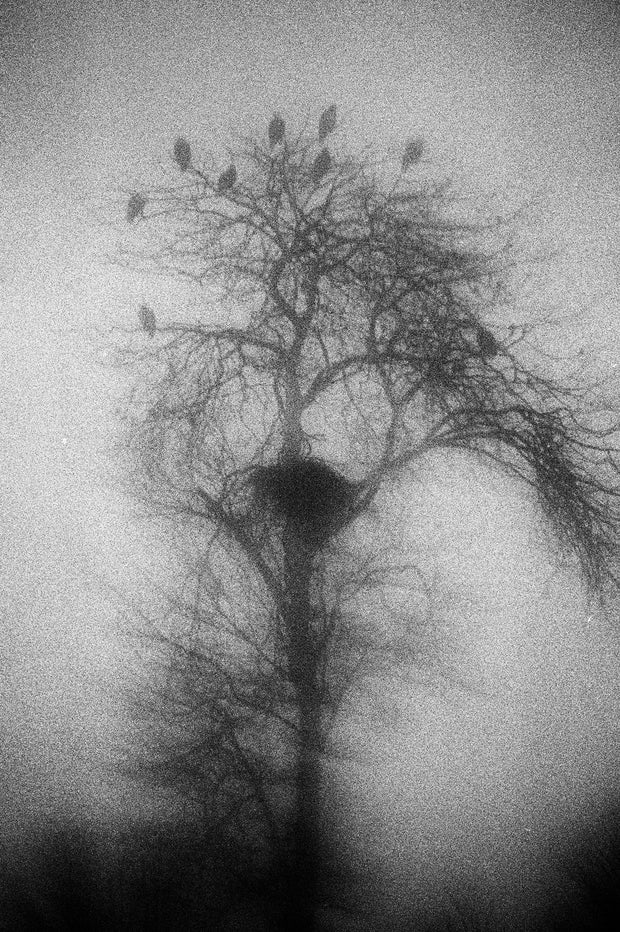 Blank Notes (signed)