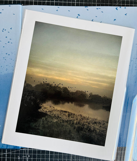 Starlings (special edition)