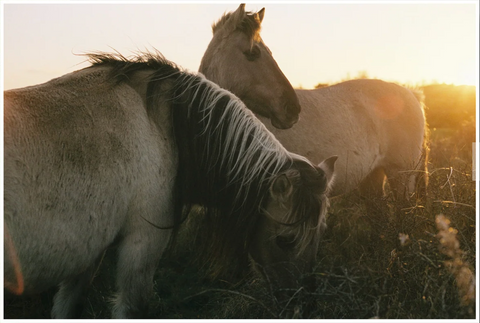 Lena Aires (with Wild Horses print)