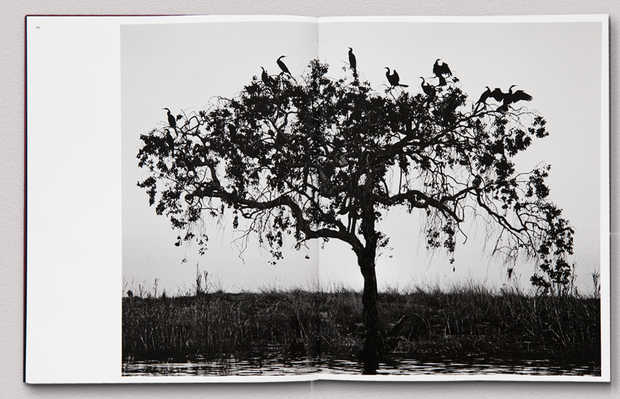 Des oiseaux (Sebastião Salgado) signed