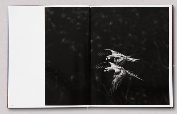 Des oiseaux (Sebastião Salgado) signed