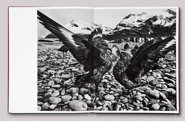 Des oiseaux (Sebastião Salgado) signed