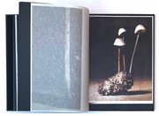 As the twig is bent, so grows the tree (signed)