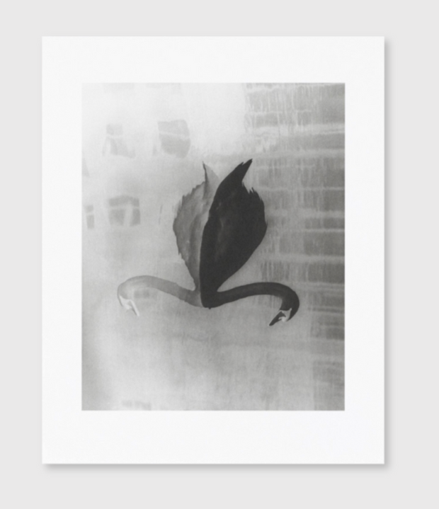 Absentee collotype portfolio