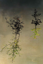 Windows to the Unexpected