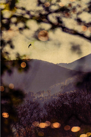 Windows to the Unexpected