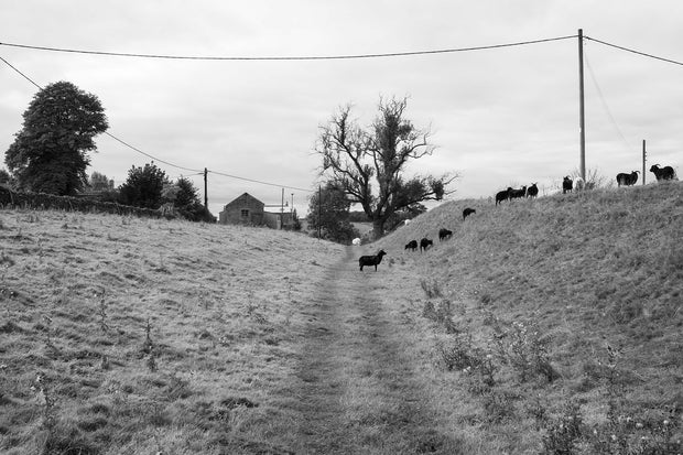 The Killing Ditch (signed)