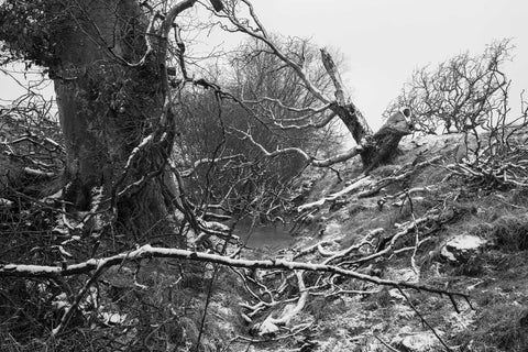 The Killing Ditch (signed)