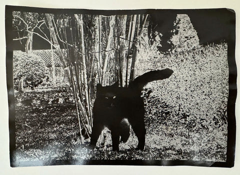 What if Jeff were a butterfly?