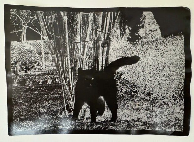 What if Jeff were a butterfly?