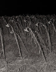 As Long as The Sun Lasts