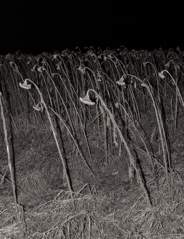 As Long as The Sun Lasts